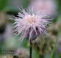 Cirsium_arvense_ac0345