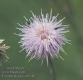 Cirsium_arvense_ac0346