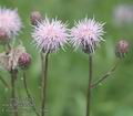 Cirsium_arvense_ac0366