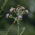 Cirsium_brachycephalum_af0836