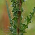 Cirsium_brachycephalum_af0852