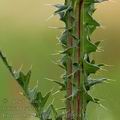 Cirsium_brachycephalum_af0854