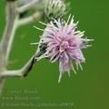 Cirsium_brachycephalum_af0858