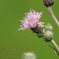 Cirsium_brachycephalum_af0862