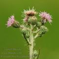 Cirsium_brachycephalum_af0877