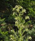 Cirsium_candelabrum_cx0119