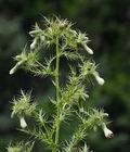 Cirsium_candelabrum_cx0126