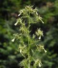 Cirsium_candelabrum_cx0132