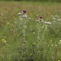 Cirsium_eriophorum_ai6186