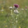 Cirsium_eriophorum_ai6194