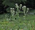 Cirsium_eriophorum_bs3246