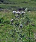 Cirsium_eriophorum_bs3247