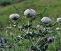 Cirsium_eriophorum_bs3249