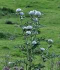 Cirsium_eriophorum_bs3262