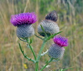Cirsium_eriophorum_e3902