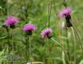 Cirsium_heterophyllum_a2851