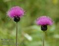 Cirsium_heterophyllum_a2853