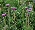 Cirsium_heterophyllum_bs1443