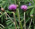 Cirsium_heterophyllum_bs1450