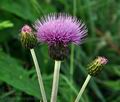 Cirsium_heterophyllum_bs1451