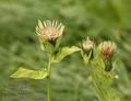 Cirsium_oleraceum_a6092