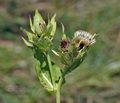 Cirsium_oleraceum_d3714
