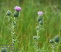 Cirsium_vulgare_a3143