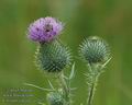 Cirsium_vulgare_a3147