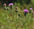 Cirsium_vulgare_bd1517