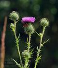 Cirsium_vulgare_bd1526