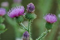 Cirsium_vulgare_d3291
