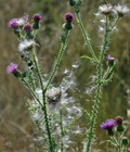 Cirsium_vulgare_d3324