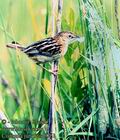 Cisticola_juncidis_6761