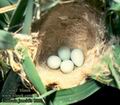 Cisticola_juncidis_8027