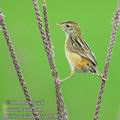 Cisticola_juncidis_ee0365