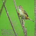 Cisticola_juncidis_ee0366