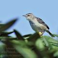 Cisticola_juncidis_fe0687