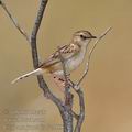 Cisticola_juncidis_fe7988