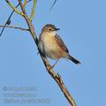 Cisticola_juncidis_fe8789