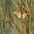 Cisticola_juncidis_fe8799