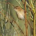 Cisticola_juncidis_fe8802