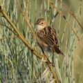 Cisticola_juncidis_fe8808