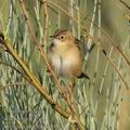 Cisticola_juncidis_fe8809