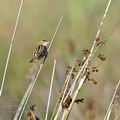 Cisticola_juncidis_ga1582