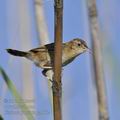 Cisticola_juncidis_ga1602