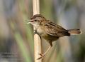 Cisticola_juncidis_ga1616