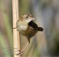 Cisticola_juncidis_ga1617