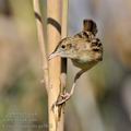 Cisticola_juncidis_ga1622