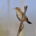 Cisticola_juncidis_ga1631