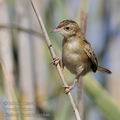 Cisticola_juncidis_ga1646